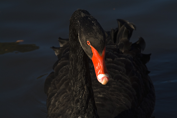 Black Swan|| Canon350d/EF70-200/F4L@200| 1/320s | f11 | ISO400 |handheld