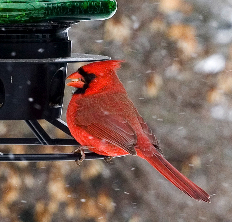 Feeding Cardinal|| Canon350d/EF70-200/F4L@135| 1/250s | f9 | ISO400 |tripod