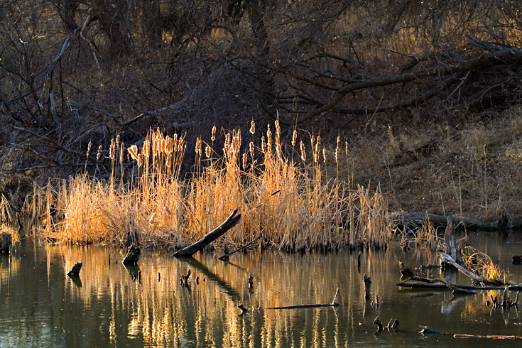Cattails at Sunset || Canon350d/EF70-200/F4L@98 | 1/250s | f4.5| ISO200 | handheld