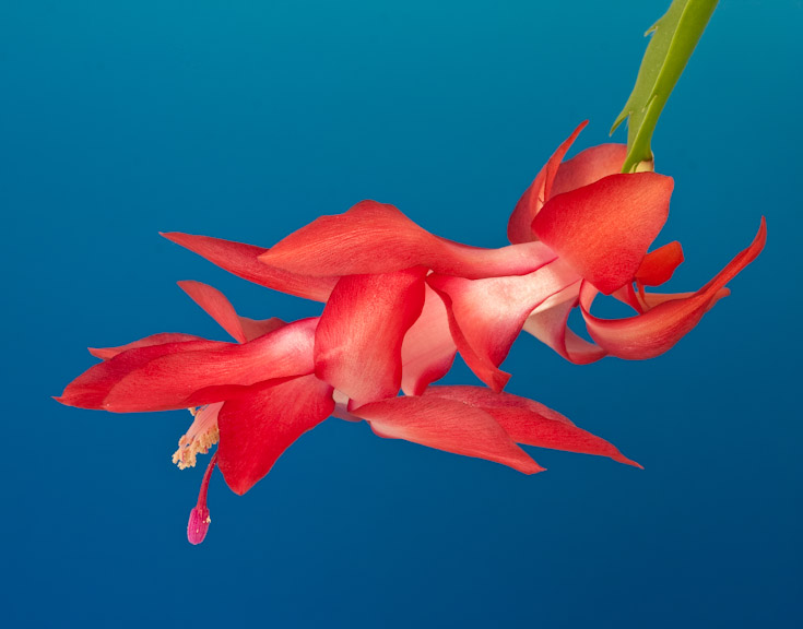 Christmas Cactus Flower || Canon40d/EF70-200/F4L@98 | 1/2s | f16 |  ISO100 | tripod