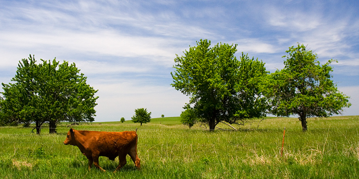 Cow, Field, Trees and Sky || Canon350d/EF17-40/F4L@17 | 1/400s | f9 | ISO400 | handheld