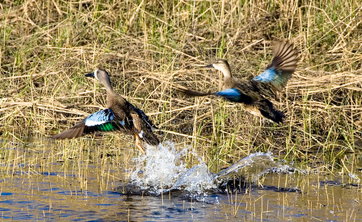 Takeoff! || Canon350d/EF100-400F4-5.6L@400 | 1/640s   | f8 |  ISO400 | handheld