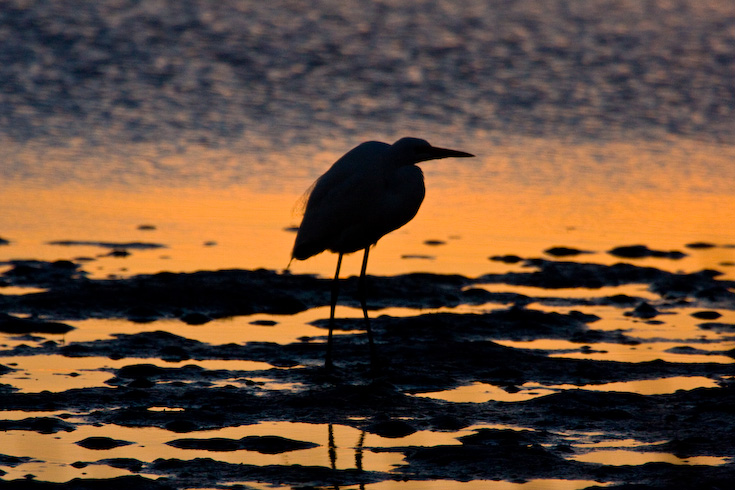 Egret at Sunset || Canon40d/EF 100-400F4-5.6/1.4x@365 | 1/1600s | f8.0 |  ISO1600 | tripod