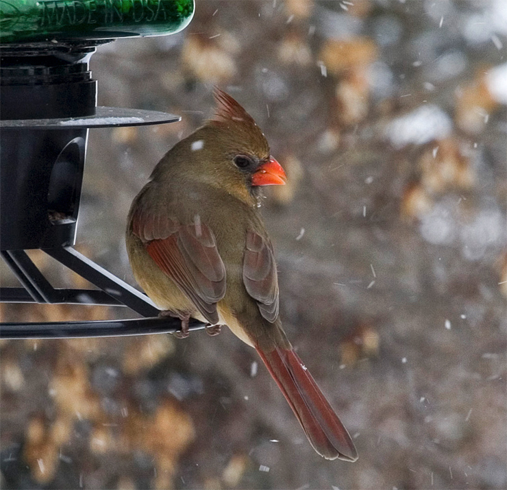 Another Feeding Cardinal|| Canon350d/EF70-200/F4L@200| 1/100s | f14 | ISO400 |tripod