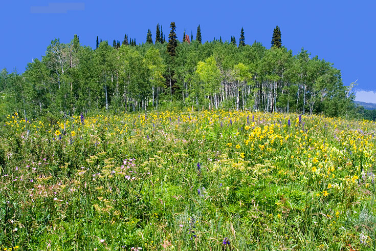 Flowers and Aspens || Canon350d/EF17-40/F4L@17 | 1/50s | f9| ISO100 | handheld