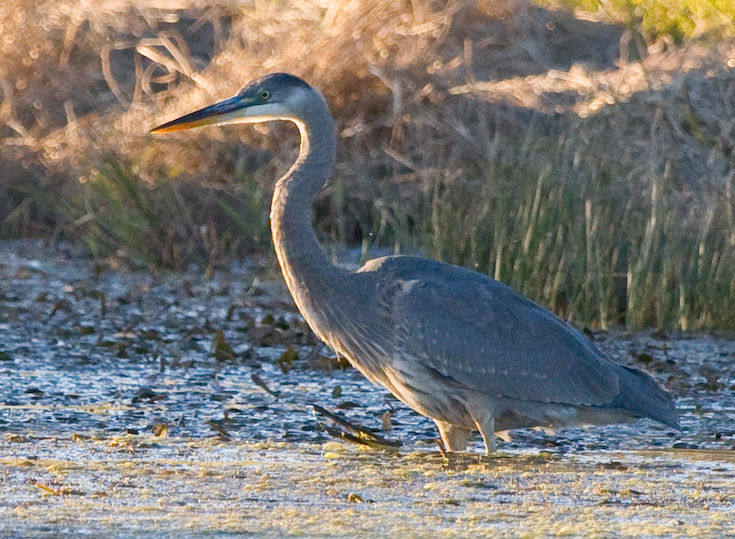 Great Blue Heron || Canon40d/EF100-400F4-5.6L@400 | 1/640s   | f5.6 |  ISO800 | handheld