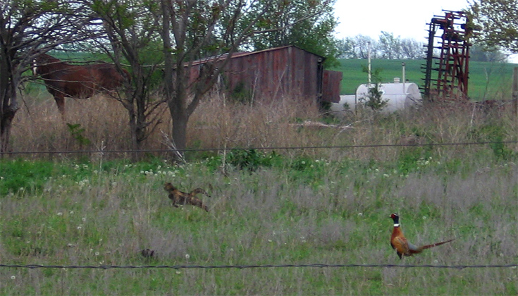 Horse, Cat and Pheasant | Canon Powershot A520/23.2mm (~138mm 35mm equiv) | 1/125s | f6.3 | ISO100? | handheld