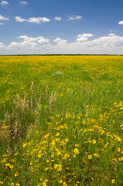 Kansas Summer Flowers || Canon350d/EF17-55/F2.8EFS@17 | 1/100s | f7.1 |  IS100 | handheld