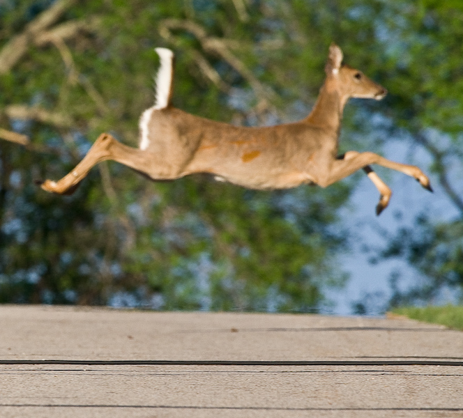 Leaping Deer || Canon350d/EF100-400F4-5.6L@400 | 1/800s   | f9.0 |  ISO400 | handheld