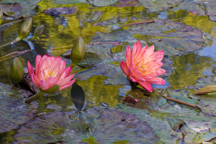 Water Color Lily || Canon40d/EF70-200/F4L@94 | 1/25s | f10 | ISO100 | tripod