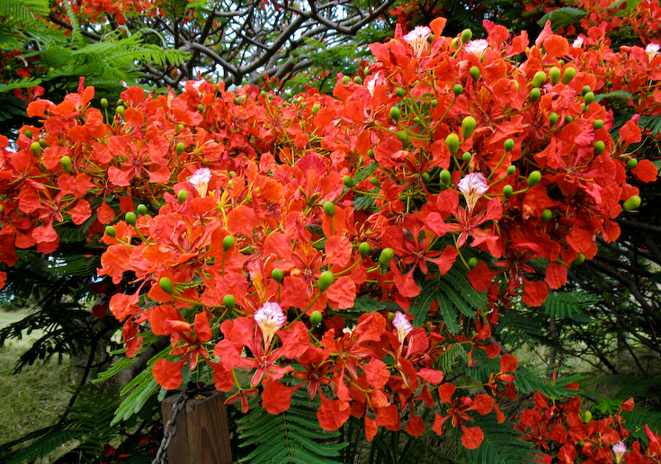 Red Maui Flowers || CanonA630/35-140/F2.8-4.1@35 | 1/60s | f3.5 |  ISO80 | handheld