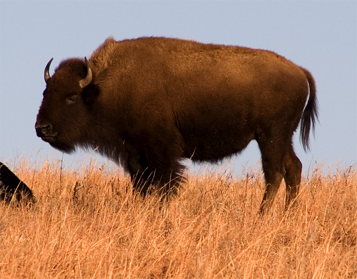 Bison at Maxwell || Canon350d/EF100-300/F-5.6@300 | 1/400s | f11 | ISO200 | tripod