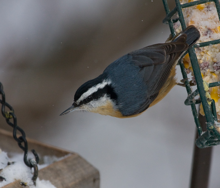 Winter Nuthatch || Canon40d/EF100-400F4-5.6L@400 | 1/2000s   | f7.1 |  ISO800 | handheld