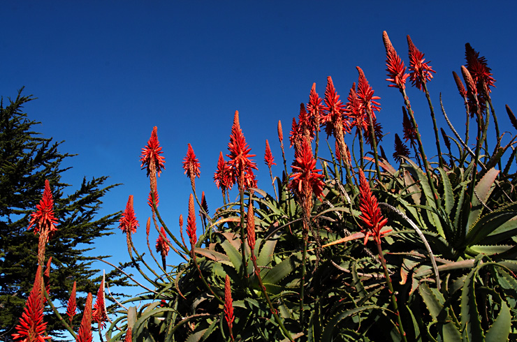 Pacific Grove Aloe|| Canon350d/EF17-40/F4L@17| 1/125s | f20 | ISO200 |tripod