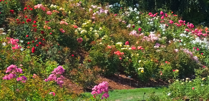 Portland Roses || Canon350d/EF17-40/F4L@40 | 1/60s | f11| ISO400 | handheld