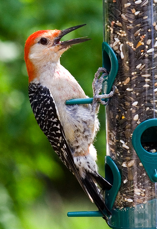 Red Bellied Woodpecker || Canon350d/EF70-200/F4L@200 | 1/500s | f7.1 | ISO800 | handheld