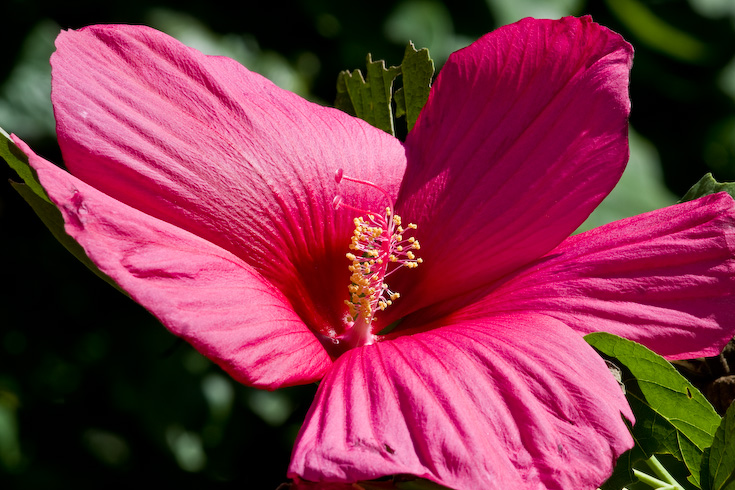 Rose of Sharon || Canon40d/EF70-200/F4L@200 | 1/50s | f18 | ISO100 | tripod