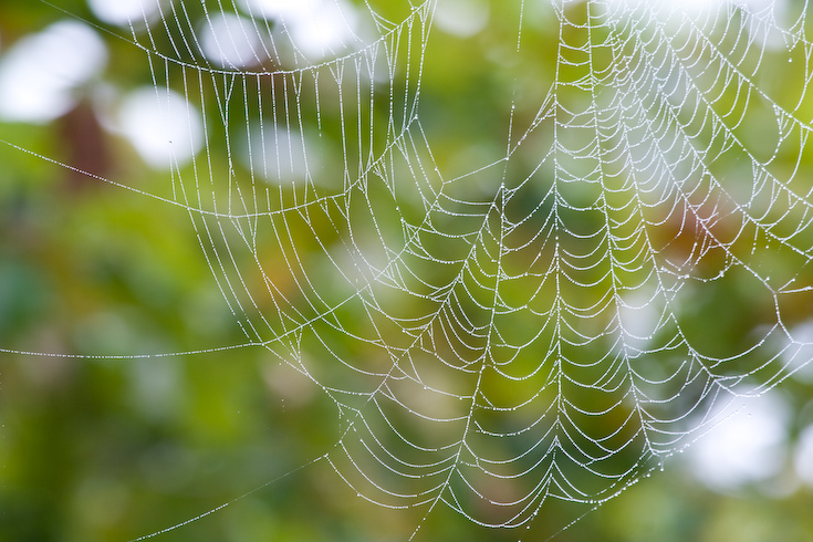 Morning Spiderweb || Canon350d/EF100-400F4-5.6L@400 | 1/30s   | f8.0 |  ISO100 | tripod