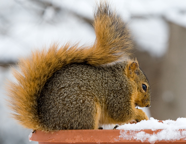 Squirrel in Winter || Canon350d/EF100-400F4-5.6L@285 | 1/320s | f6.3 |  ISO400 | handheld
