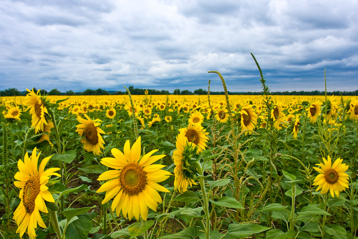 Sunflowers and Clouds || Canon40d/EF17-40/F4L@17 | 1/50 | f8 | ISO100 | tripod