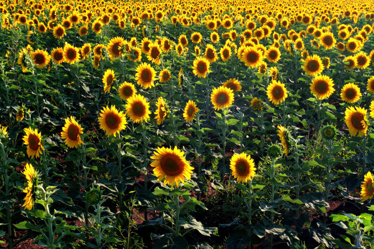 Speaking of Sunflowers || Canon350d/EF17-40/F4L@40 | 1/40s | f20| ISO800 | handheld