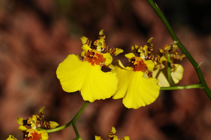 Sunny Yellow Orchids|| Canon350d/EF70-200/F4L@200 | 1/200s | f22 | ISO200 |tripod