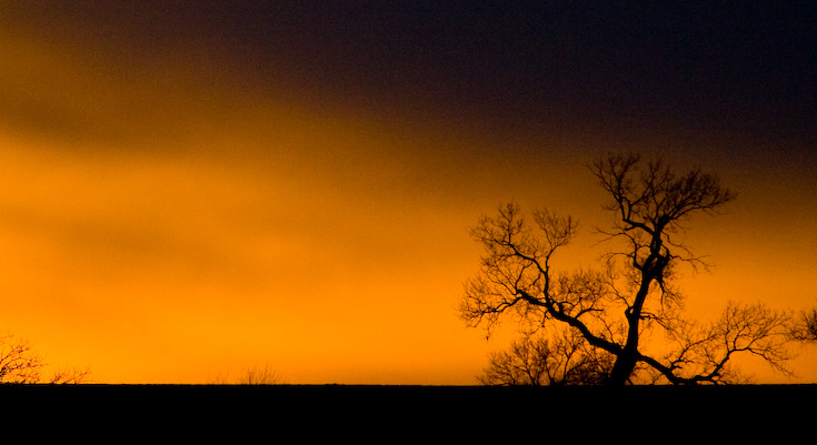 Tree at Sunset || Canon 350d/EF100-400/F4-5.6L@400 | 1/4000s   | f5.6 |  ISO800 | handheld