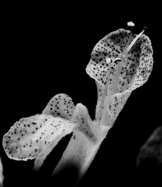  Dramatic Swedish Ivy Flower || Canon350d/EF70-200/F4L@70 | 6s | f29 | ISO100 | tripod