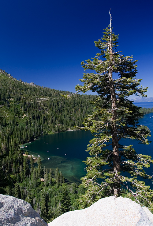 Tahoe Tree || Canon350d/EF17-40/F4L@17 | 1/30s | f9| ISO100 | handheld
