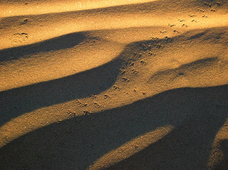 Desert Tracks | Canon Powershot S45/21.3mm (~106mm 35mm equiv) | 1/160s | f4.9 | ISO100? | handheld