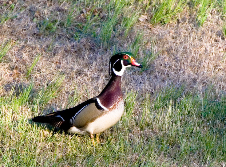 Wood Duck in Salina || Canon350d/EF100-400F4-5.6L@400 | 1/1600s   | f8 |  ISO400 | handheld