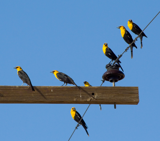 Yellow Headed Blackbirds || Canon350d/EF100-400F4-5.6L@400 | 1/1600s   | f8 |  ISO400 | handheld