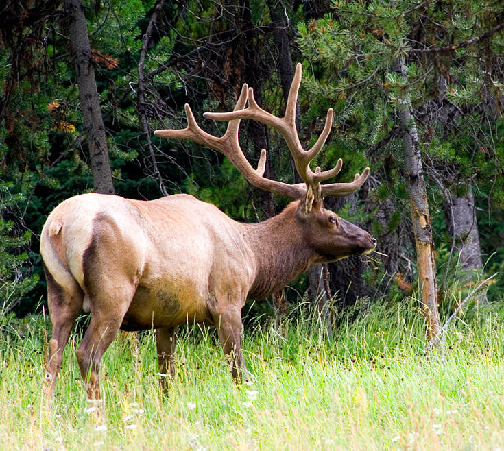 Yellowstone Elk || Canon350d/EF100-300/F5.6@290 | 1/100s | f9| ISO400 | handheld