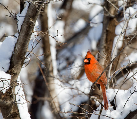 winter snow: cardinal