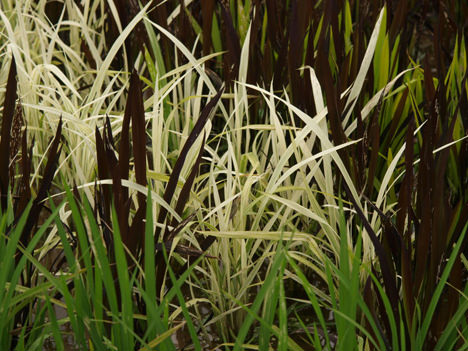 rice paddy art 2009